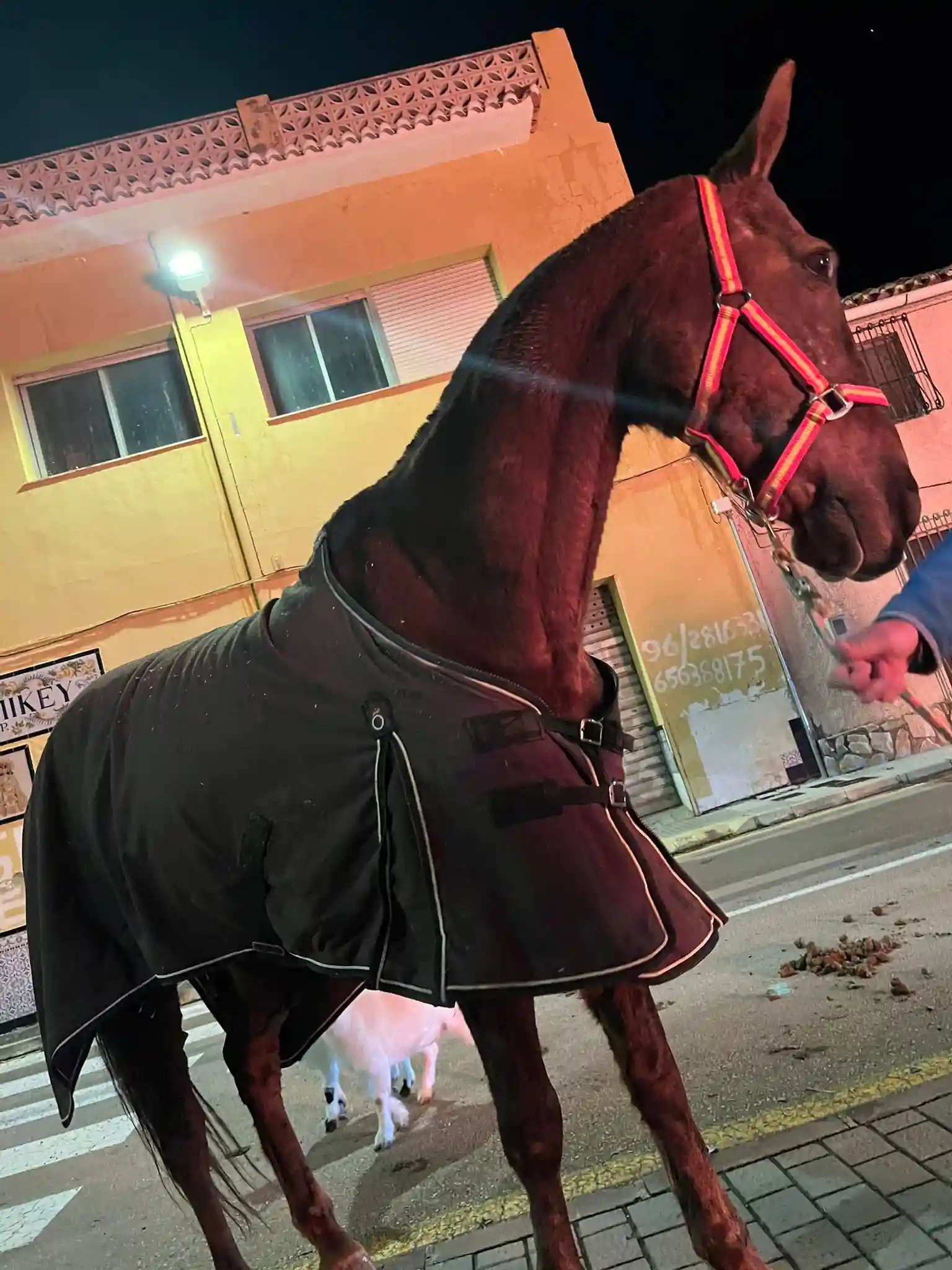 Caballo con manta de abrigo preparado para la exhibición de Sant Antoni 2025 en Marxuquera.