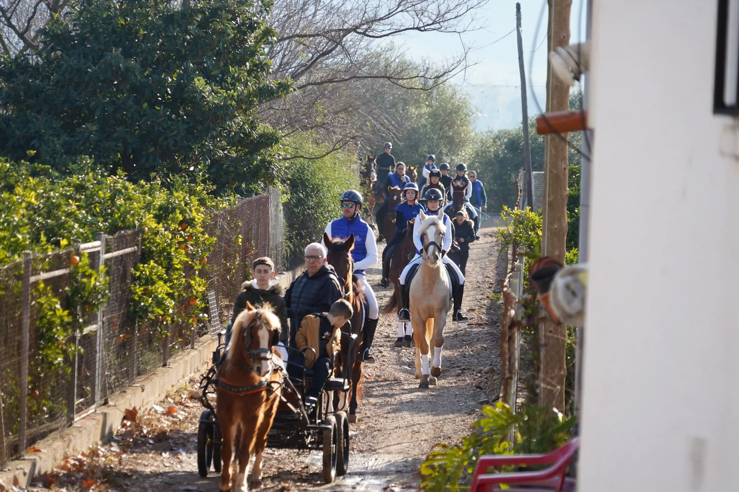 Desfile de caballos entrando a Marxuquera por el camino rural durante Sant Antoni 2025