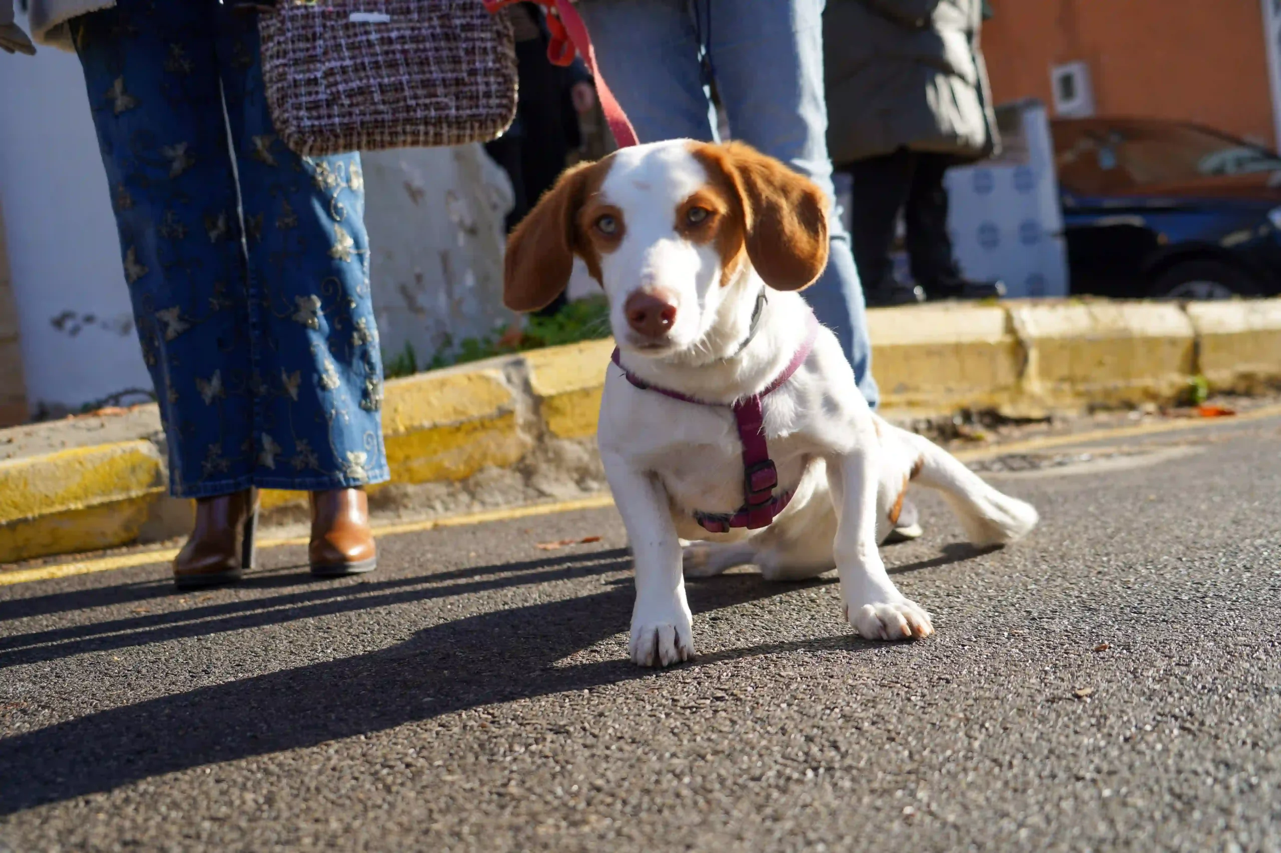 Perro blanco y marrón sentado en la calle durante la bendición de animales en Sant Antoni 2025.